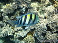 scuba diving photo
