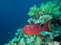 scuba diving photo