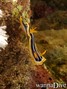 scuba diving photo