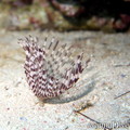 scuba diving photo