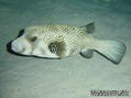 scuba diving photo