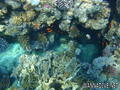 scuba diving photo