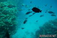 scuba diving photo