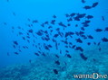 scuba diving photo