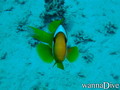 scuba diving photo