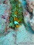 scuba diving photo