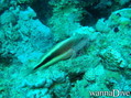 scuba diving photo