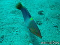 scuba diving photo