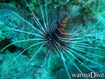 scuba diving photo