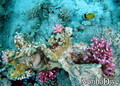 scuba diving photo
