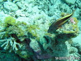 scuba diving photo