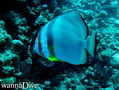 scuba diving photo