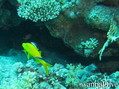 scuba diving photo