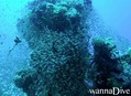 scuba diving photo