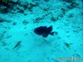 scuba diving photo