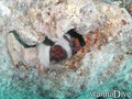scuba diving photo