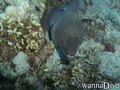 scuba diving photo