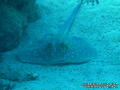 scuba diving photo