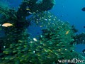 scuba diving photo