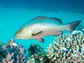 scuba diving photo
