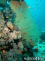 scuba diving photo