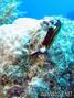 scuba diving photo