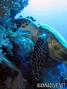 scuba diving photo