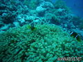 scuba diving photo