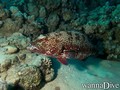 scuba diving photo
