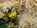 scuba diving photo