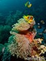 scuba diving photo