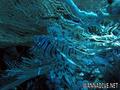 scuba diving photo