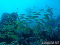 scuba diving photo