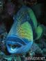 scuba diving photo