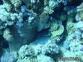 scuba diving photo