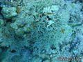 scuba diving photo