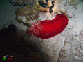 scuba diving photo