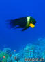 scuba diving photo