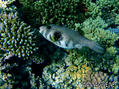 scuba diving photo