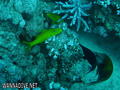 scuba diving photo