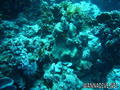 scuba diving photo