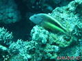 scuba diving photo