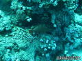 scuba diving photo