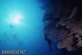 scuba diving photo