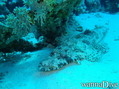 scuba diving photo