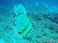 scuba diving photo