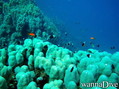 scuba diving photo