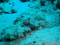 scuba diving photo