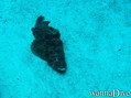 scuba diving photo