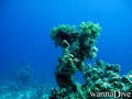 scuba diving photo